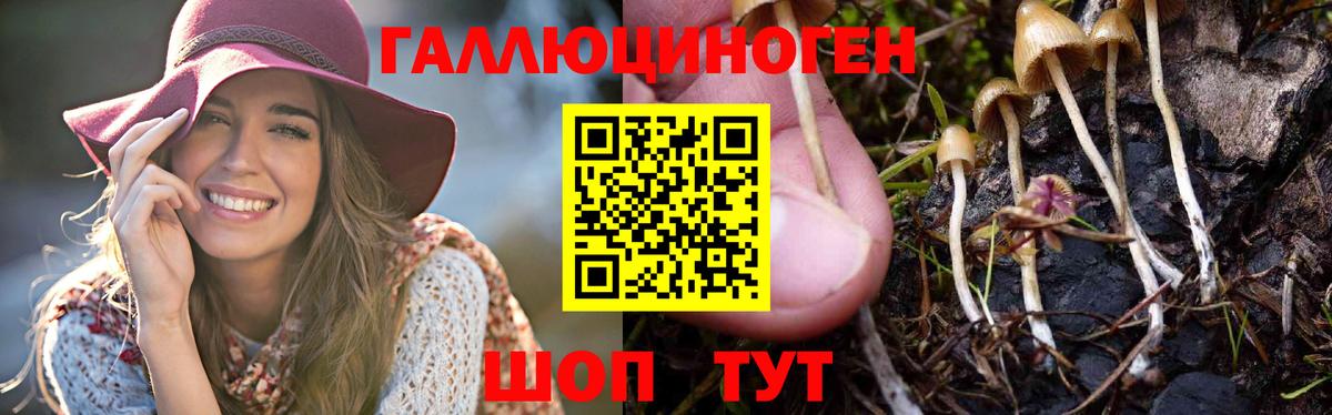Псилоцибиновые грибы Psilocybine cubensis  Вход с VPN  Котовск 